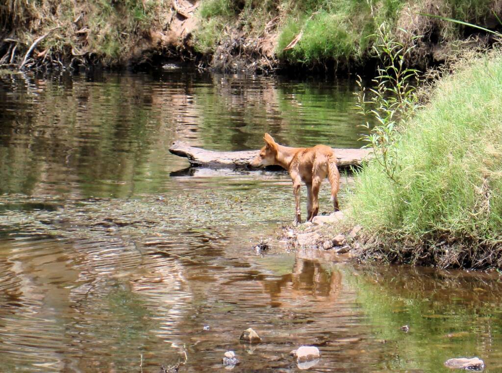 Dingo at Ellery Creek Big Hole