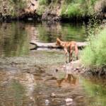 Dingo at Ellery Creek Big Hole