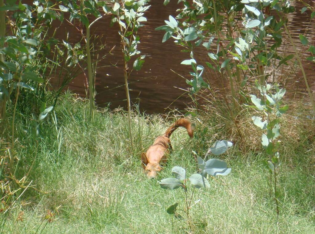 Dingo at Ellery Creek Big Hole