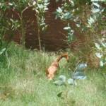 Dingo at Ellery Creek Big Hole