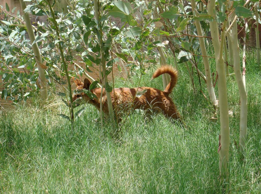 Dingo at Ellery Creek Big Hole