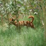 Dingo at Ellery Creek Big Hole
