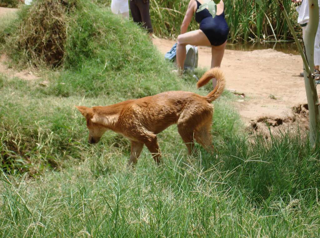 Dingo at Ellery Creek Big Hole