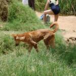 Dingo at Ellery Creek Big Hole