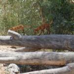 Dingoes at Ellery Creek Big Hole