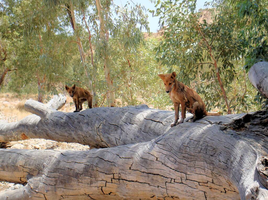 Dingoes at Ellery Creek Big Hole