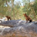 Dingoes at Ellery Creek Big Hole