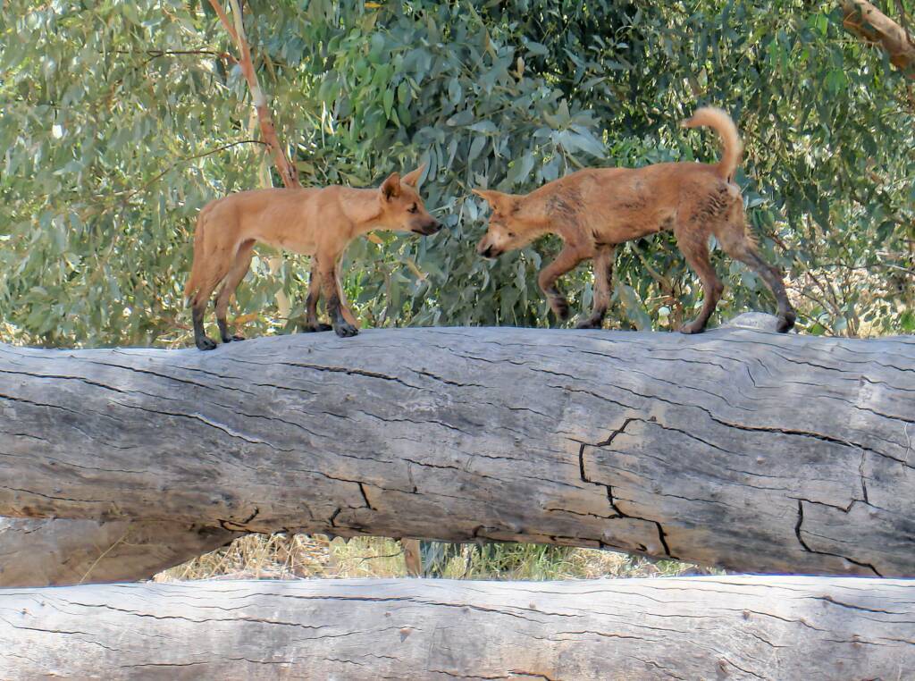 Dingoes at Ellery Creek Big Hole