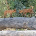Dingoes at Ellery Creek Big Hole