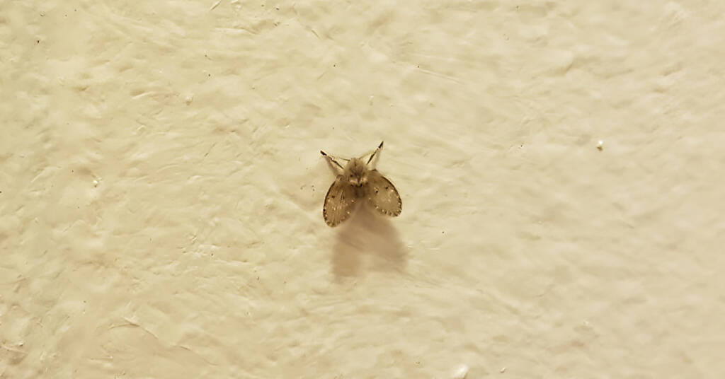 Drain Fly (Clogmia albipunctata)