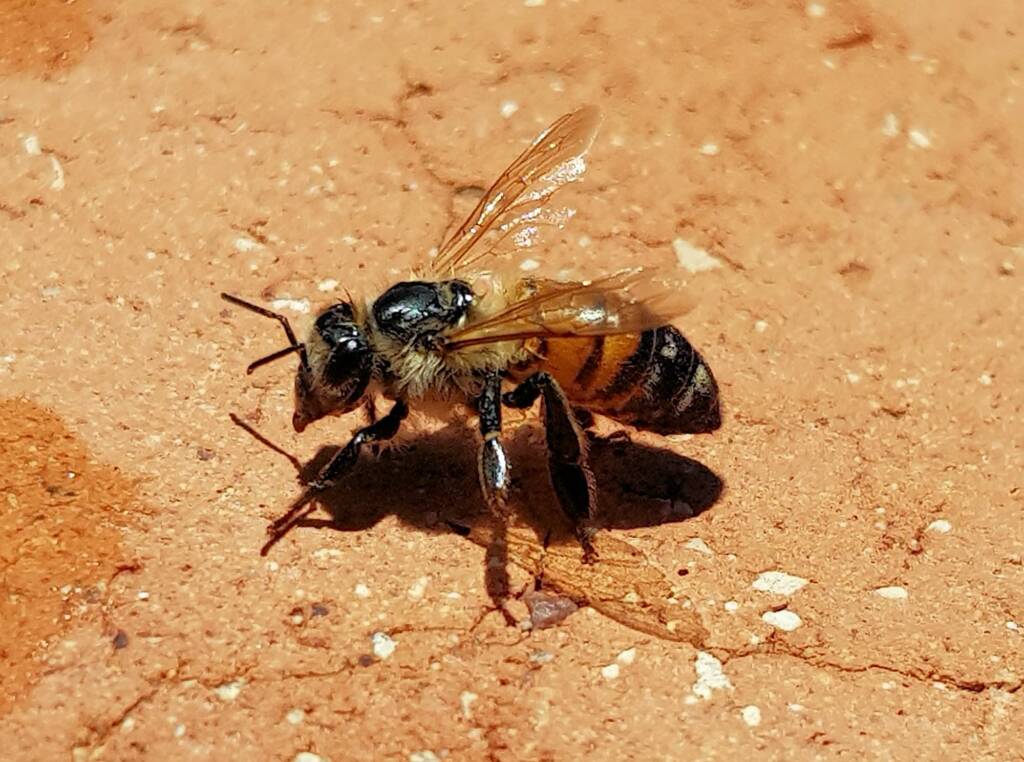 European Honey Bee (Apis mellifera) rescued from a swimming pool, Alice Springs, NT