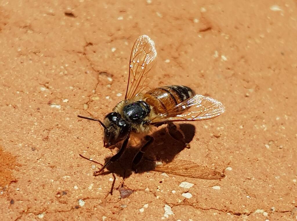 European Honey Bee (Apis mellifera) rescued from a swimming pool, Alice Springs, NT