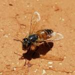 European Honey Bee (Apis mellifera) rescued from a swimming pool, Alice Springs, NT