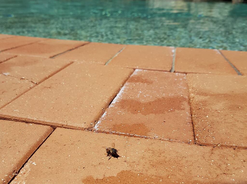 European Honey Bee (Apis mellifera) rescued from a swimming pool, Alice Springs, NT