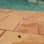 European Honey Bee (Apis mellifera) rescued from a swimming pool, Alice Springs, NT