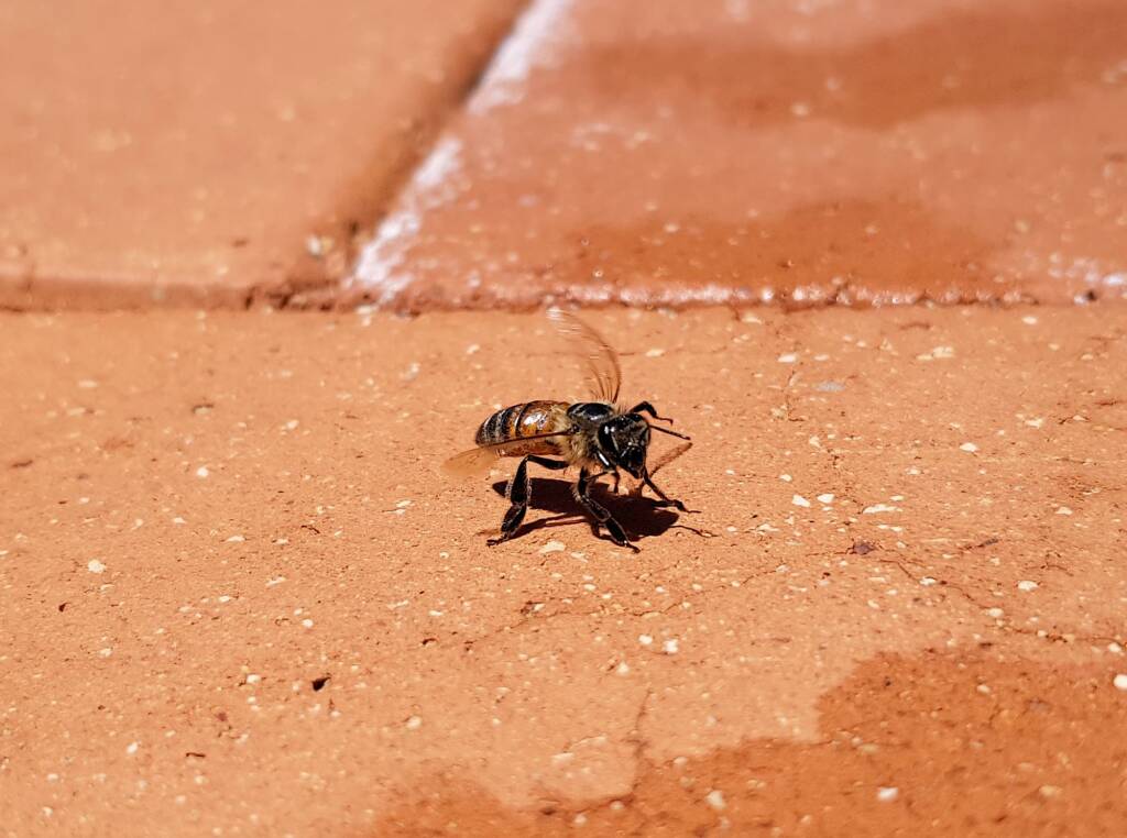European Honey Bee (Apis mellifera) rescued from a swimming pool, Alice Springs, NT