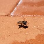European Honey Bee (Apis mellifera) rescued from a swimming pool, Alice Springs, NT