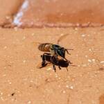 European Honey Bee (Apis mellifera) rescued from a swimming pool, Alice Springs, NT