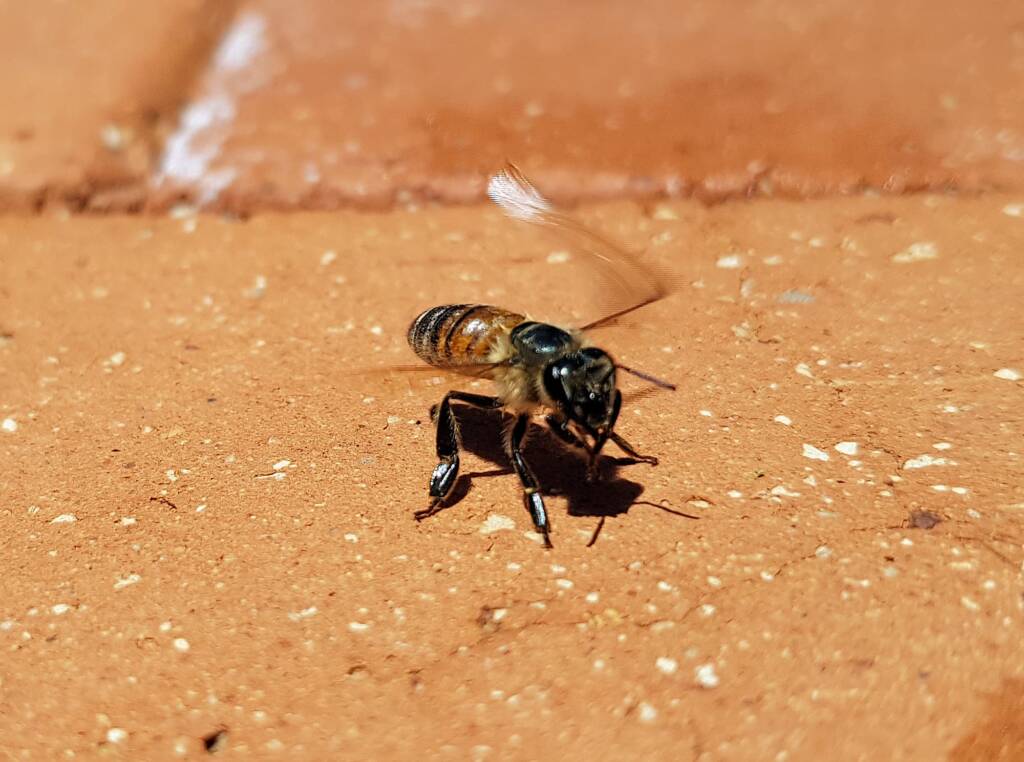 European Honey Bee (Apis mellifera) rescued from a swimming pool, Alice Springs, NT