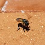 European Honey Bee (Apis mellifera) rescued from a swimming pool, Alice Springs, NT