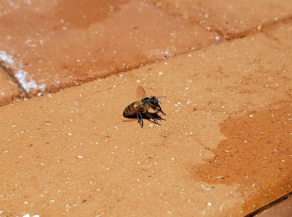 European Honey Bee (Apis mellifera) rescued from a swimming pool, Alice Springs, NT