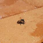 European Honey Bee (Apis mellifera) rescued from a swimming pool, Alice Springs, NT
