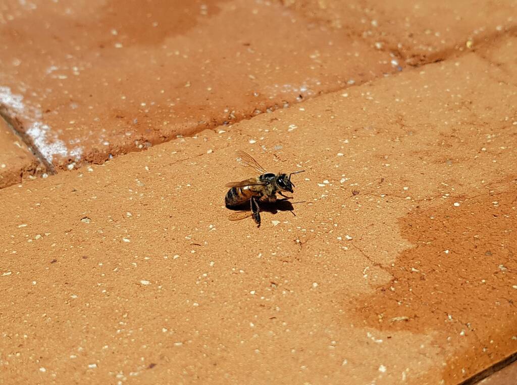 European Honey Bee (Apis mellifera) rescued from a swimming pool, Alice Springs, NT