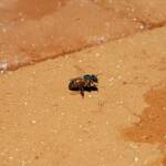 European Honey Bee (Apis mellifera) rescued from a swimming pool, Alice Springs, NT