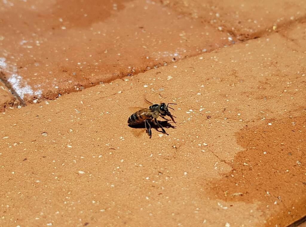 European Honey Bee (Apis mellifera) rescued from a swimming pool, Alice Springs, NT