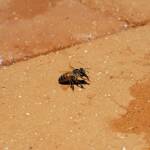 European Honey Bee (Apis mellifera) rescued from a swimming pool, Alice Springs, NT