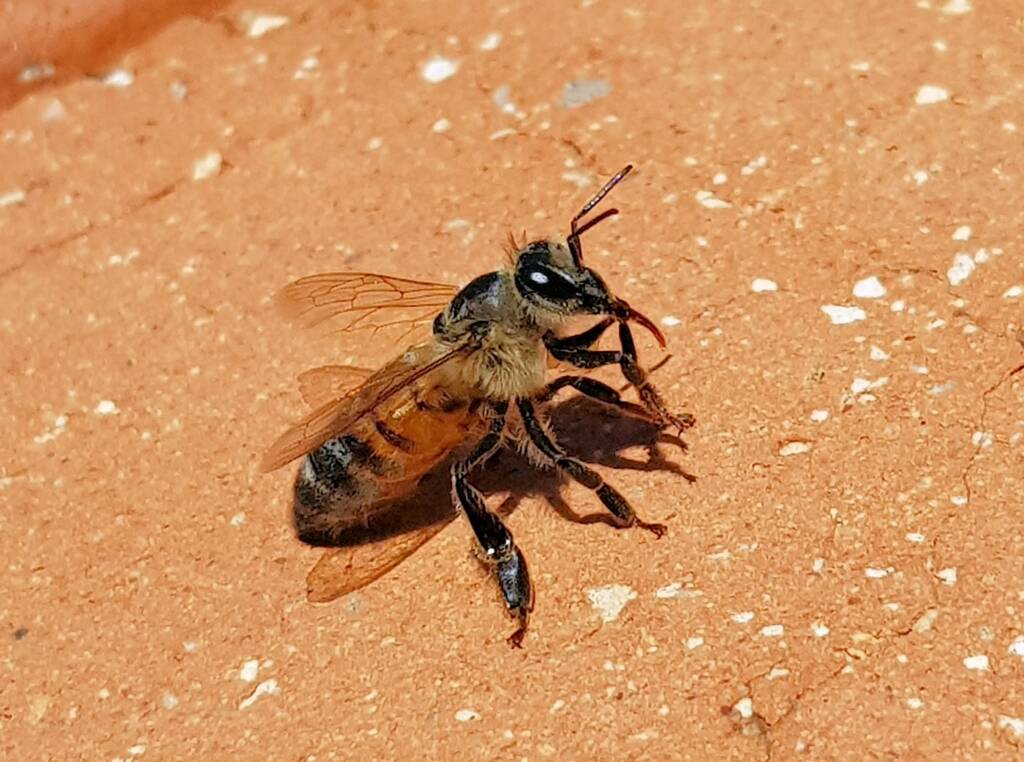 European Honey Bee (Apis mellifera) rescued from a swimming pool, Alice Springs, NT