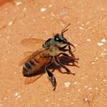 European Honey Bee (Apis mellifera) rescued from a swimming pool, Alice Springs, NT