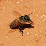 European Honey Bee (Apis mellifera) rescued from a swimming pool, Alice Springs, NT
