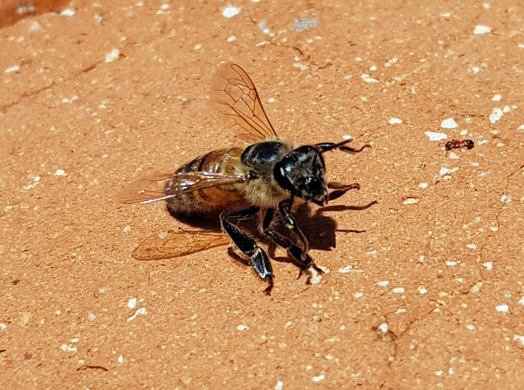 European Honey Bee (Apis mellifera) rescued from a swimming pool, Alice Springs, NT