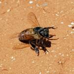 European Honey Bee (Apis mellifera) rescued from a swimming pool, Alice Springs, NT