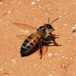 European Honey Bee (Apis mellifera) rescued from a swimming pool, Alice Springs, NT