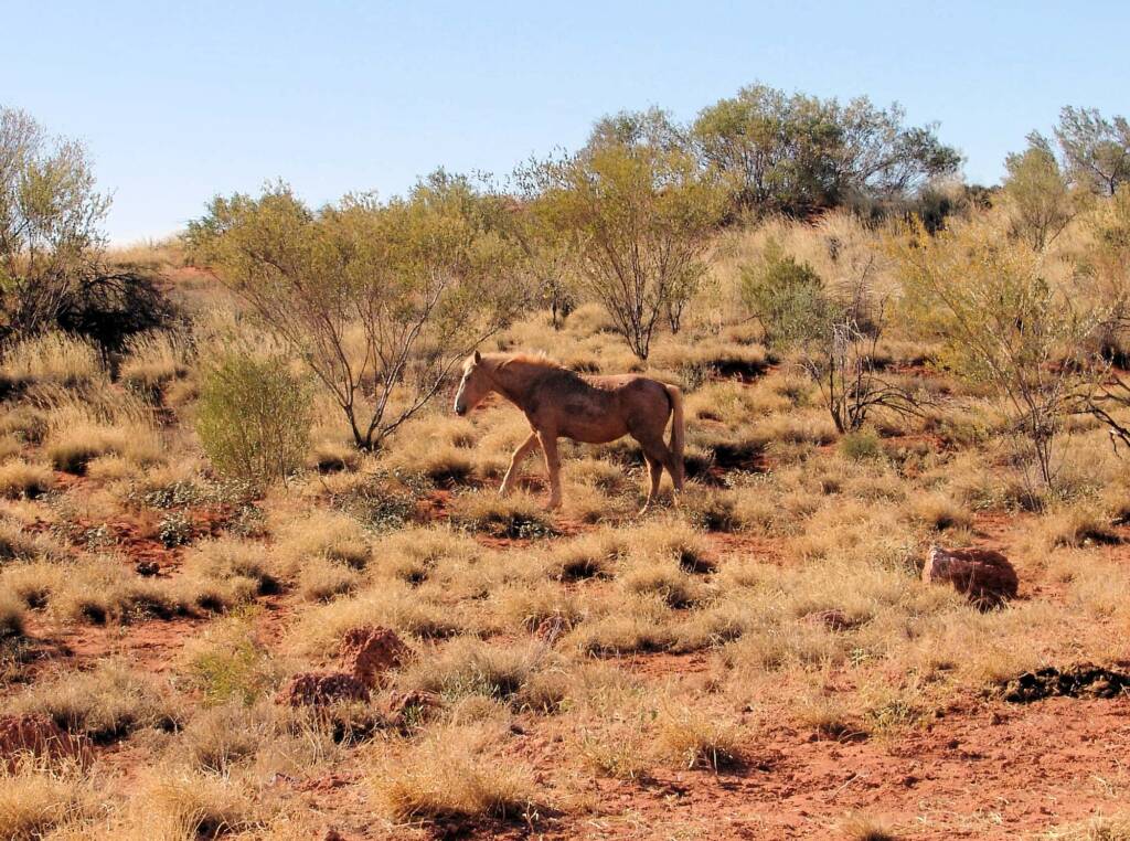 Feral Horse (Equus caballus), Hermannsburg, NT