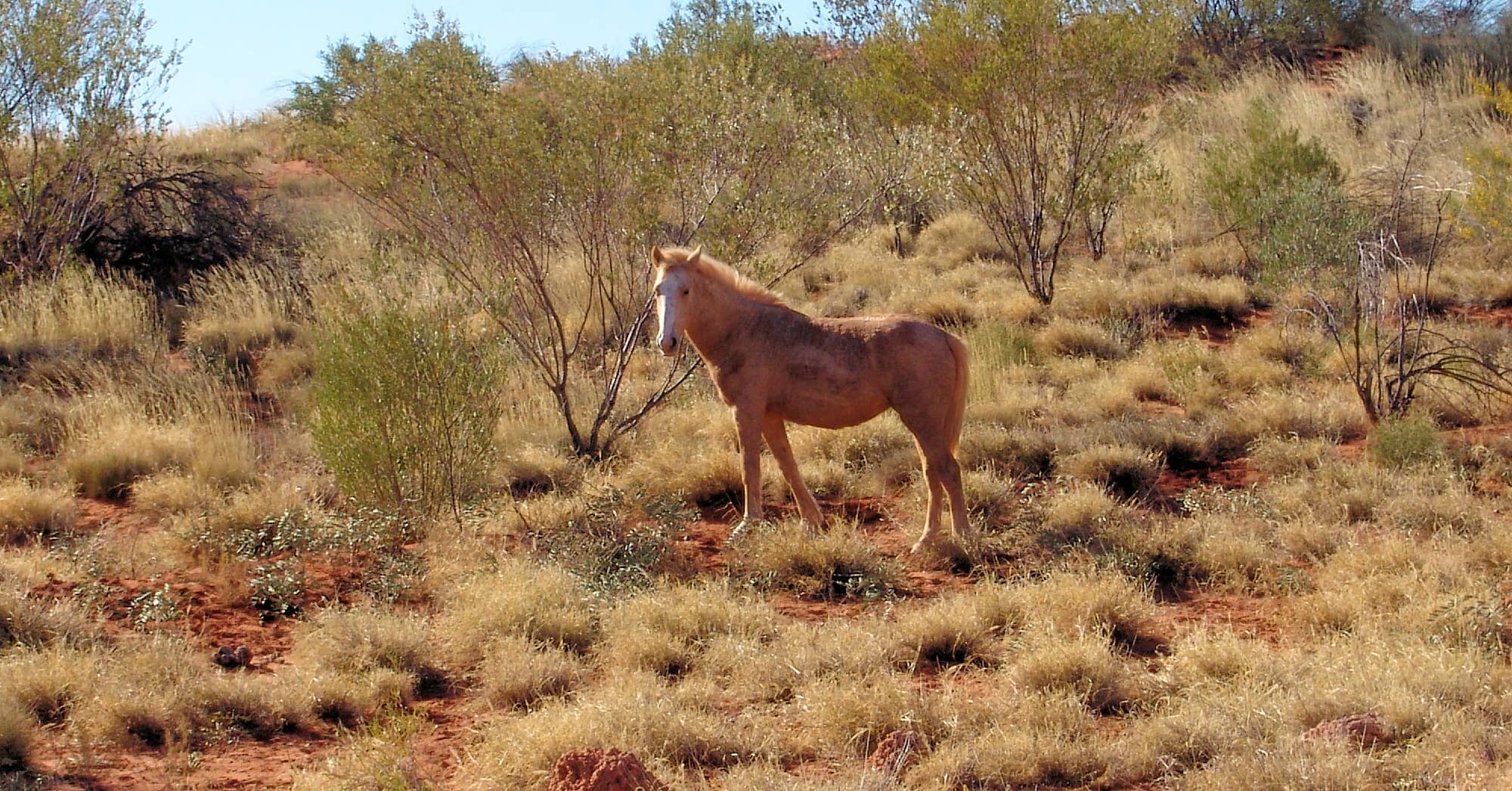 Feral Horse (Equus caballus), Hermannsburg NT