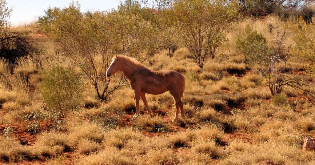 Feral Horse (Equus caballus), Hermannsburg, NT