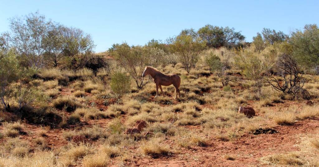 Feral Horse (Equus caballus), Hermannsburg, NT