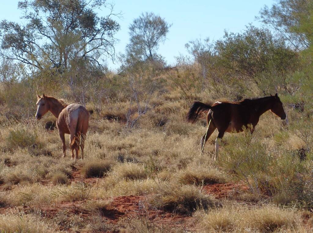 Feral Horses (Equus caballus), Hermannsburg, NT