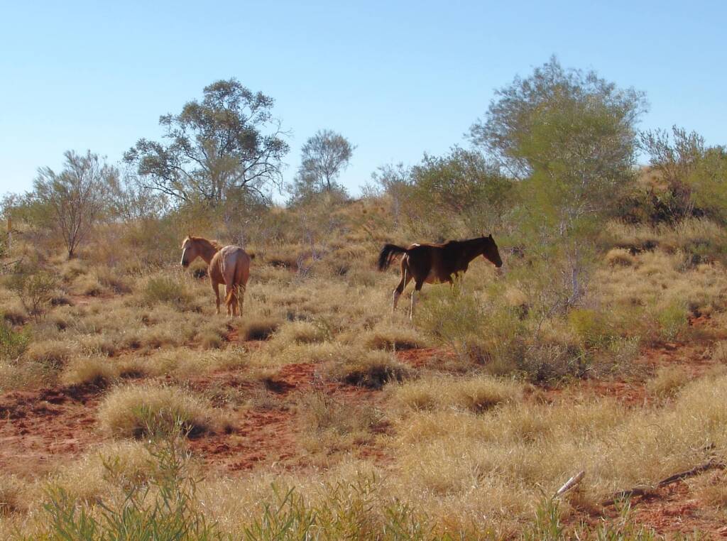 Feral Horses (Equus caballus), Hermannsburg, NT