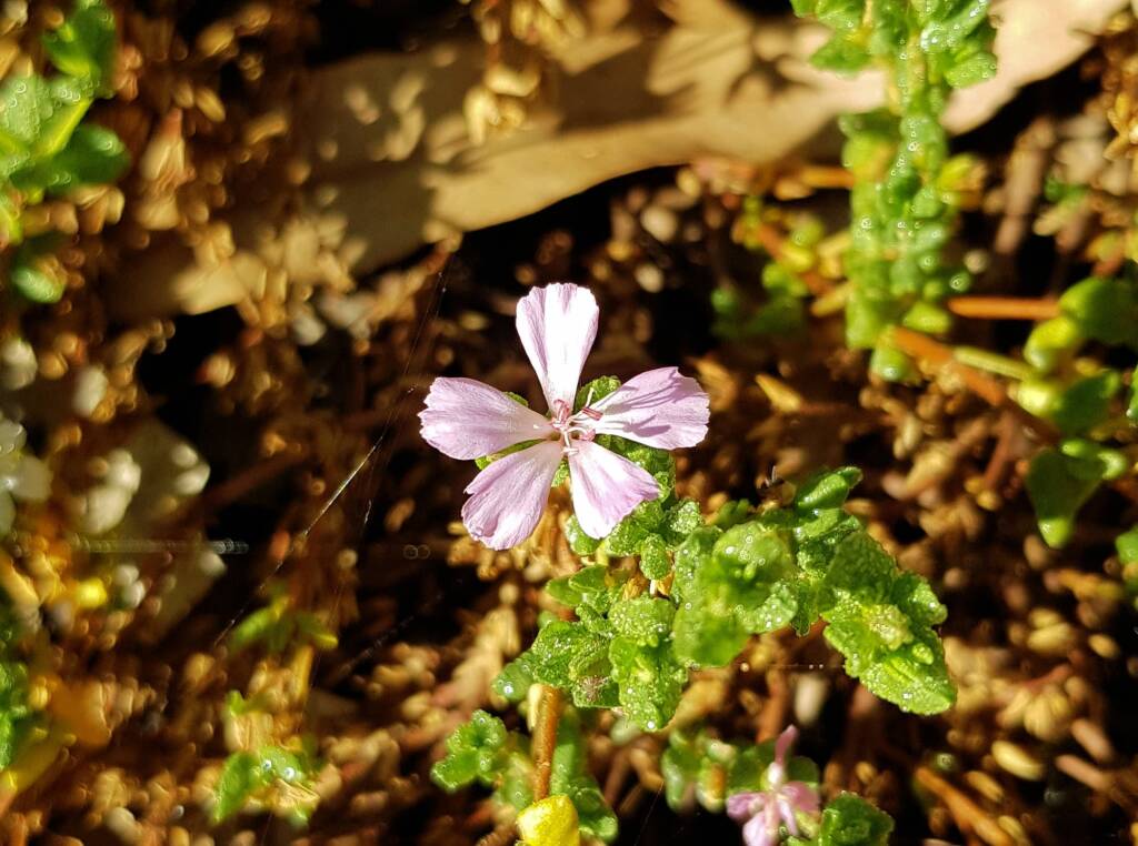 Heart-leaved Frankenia (Frankenia cordata)
