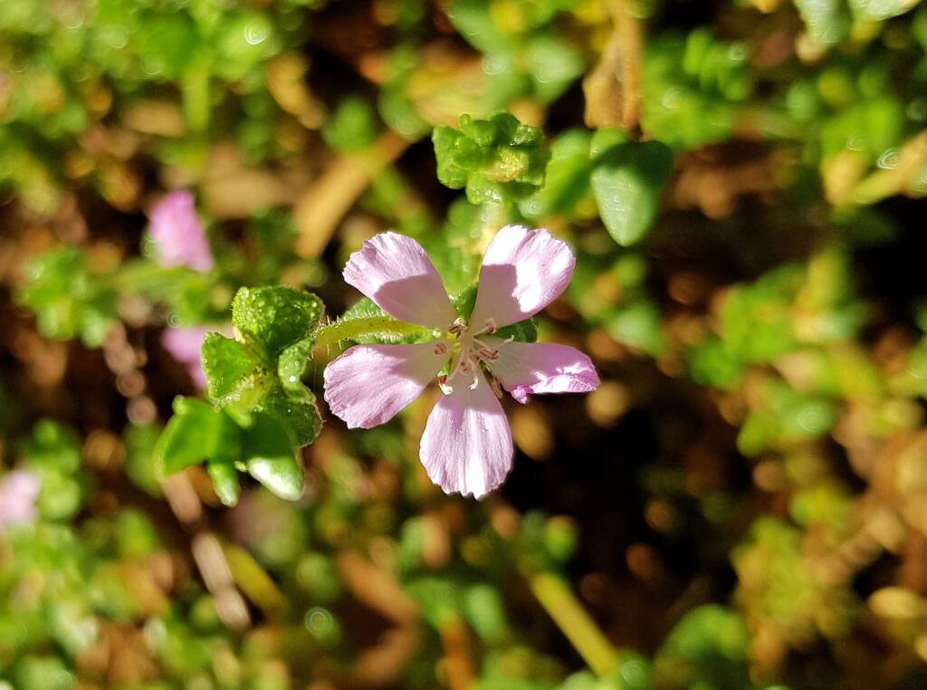 Heart-leaved Frankenia (Frankenia cordata)