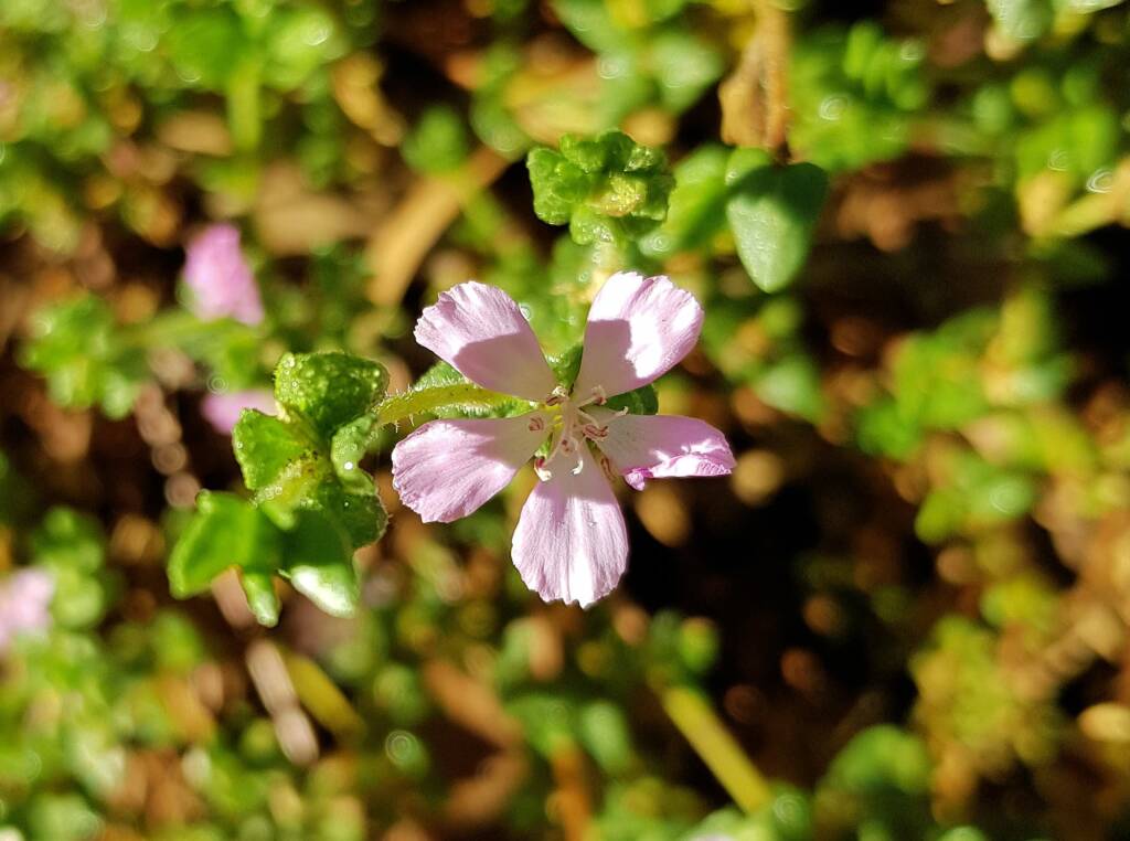 Heart-leaved Frankenia (Frankenia cordata)