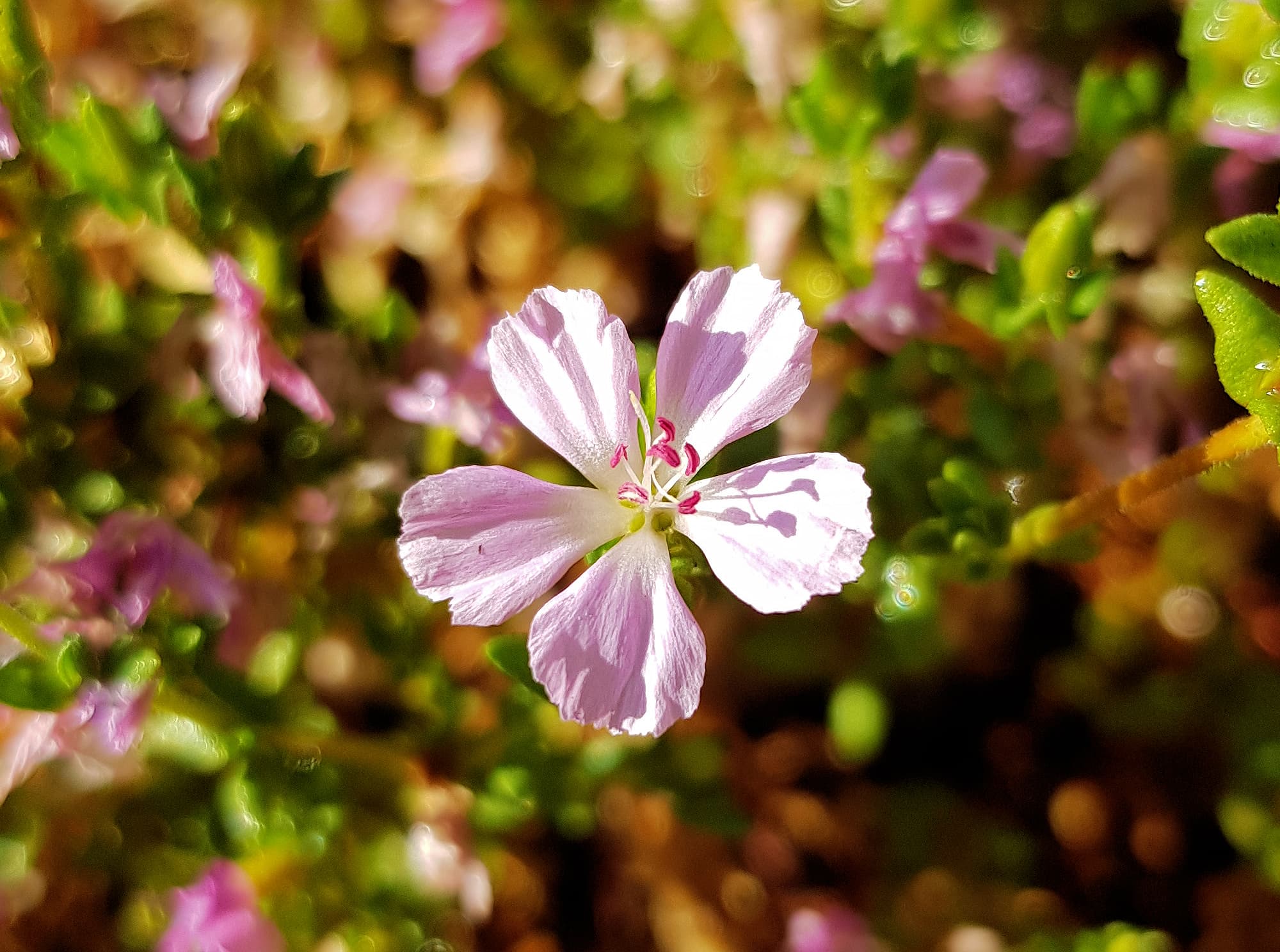 Heart-leaved Frankenia (Frankenia cordata)