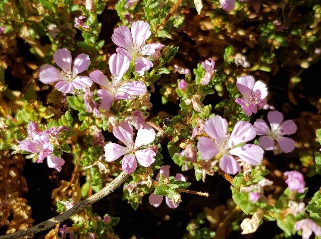 Heart-leaved Frankenia (Frankenia cordata)