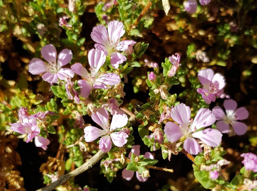 Heart-leaved Frankenia (Frankenia cordata)
