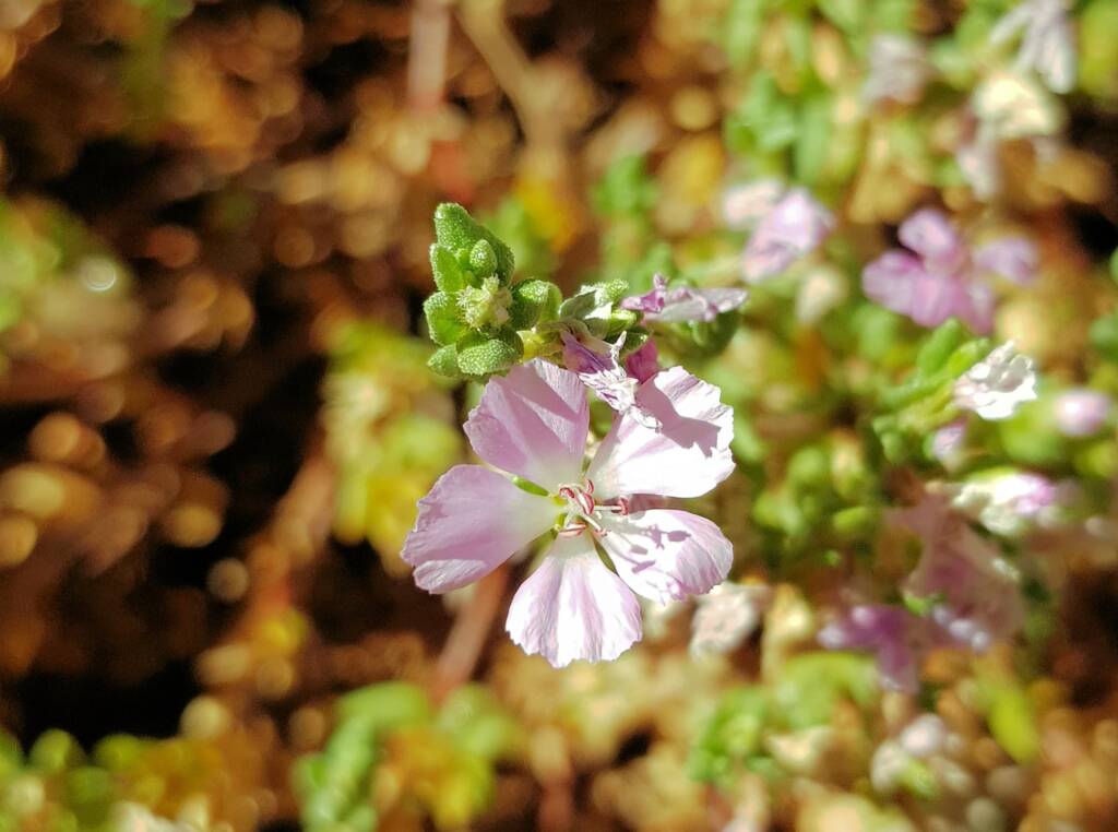 Heart-leaved Frankenia (Frankenia cordata)