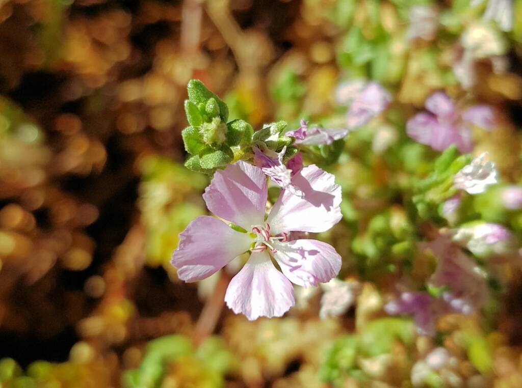 Heart-leaved Frankenia (Frankenia cordata)
